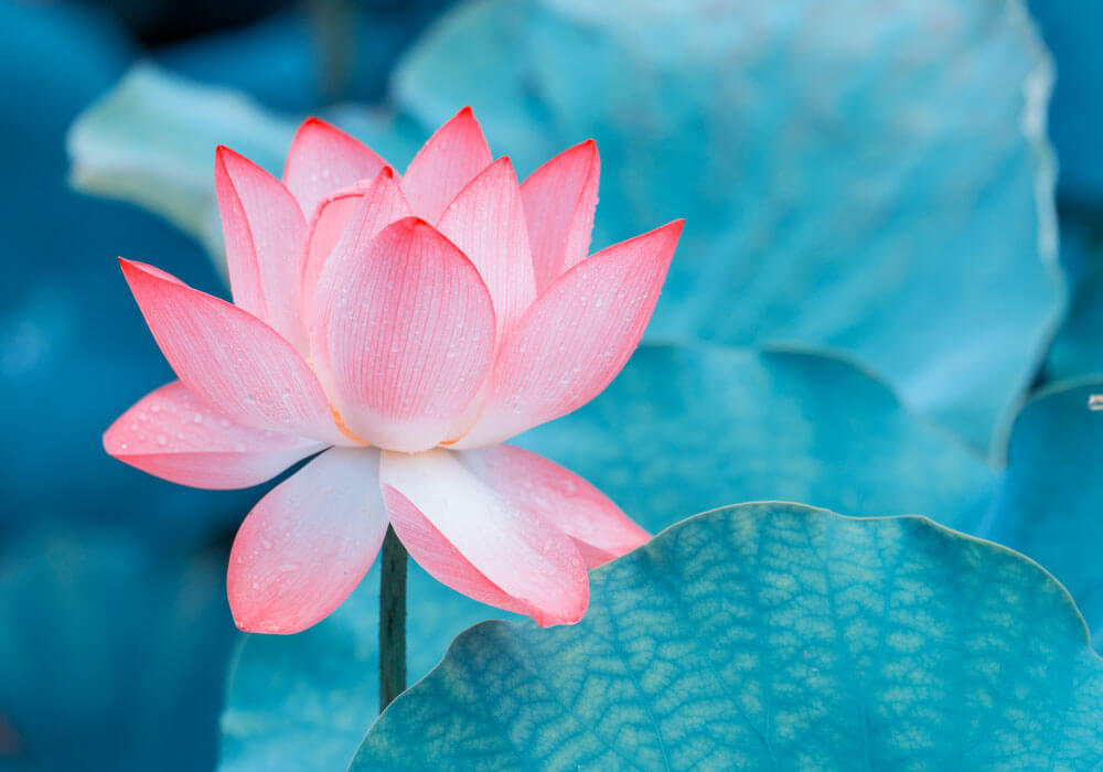 Ing 101 Lotus Flower