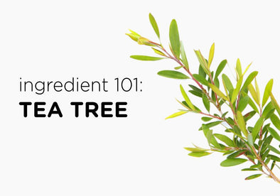 Ingredient 101: Tea Tree